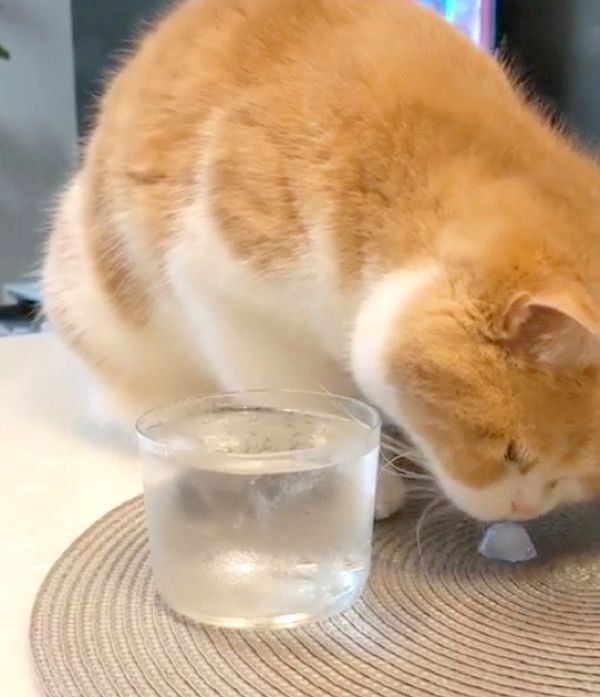 氷水で遊ぶスコティッシュフォールド