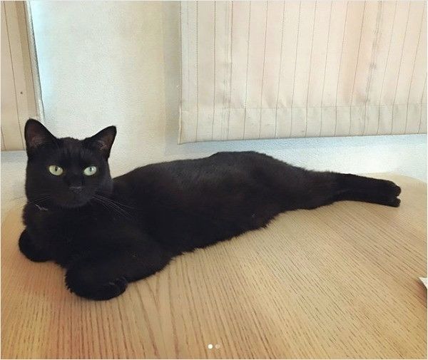 体の一部が長いニャンコ