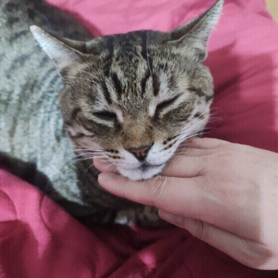 顎スリスリをするマロンくん