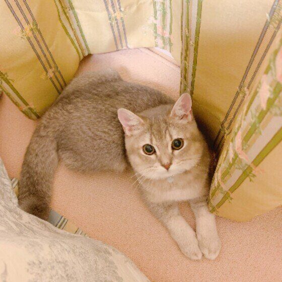 カーテンのそばに座るブリティッシュショートヘア