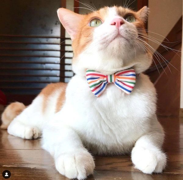 首輪をつける猫