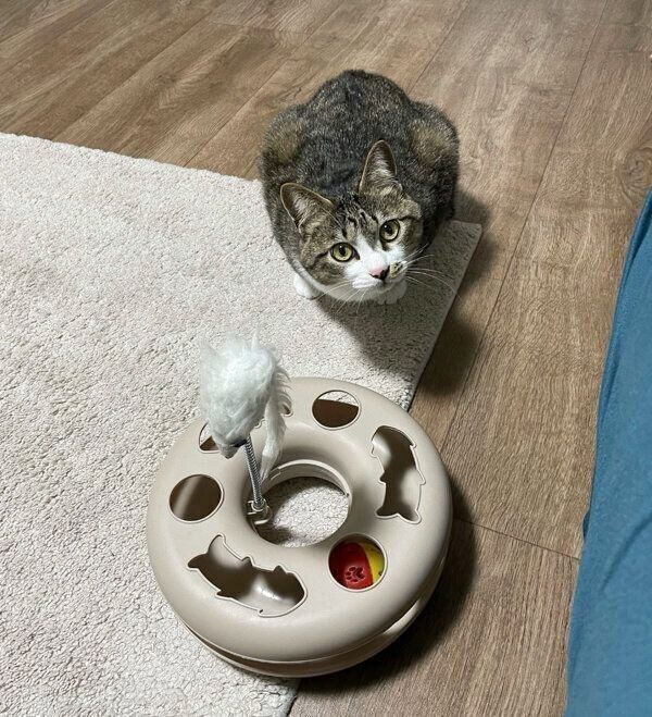 見つめるちいまくん