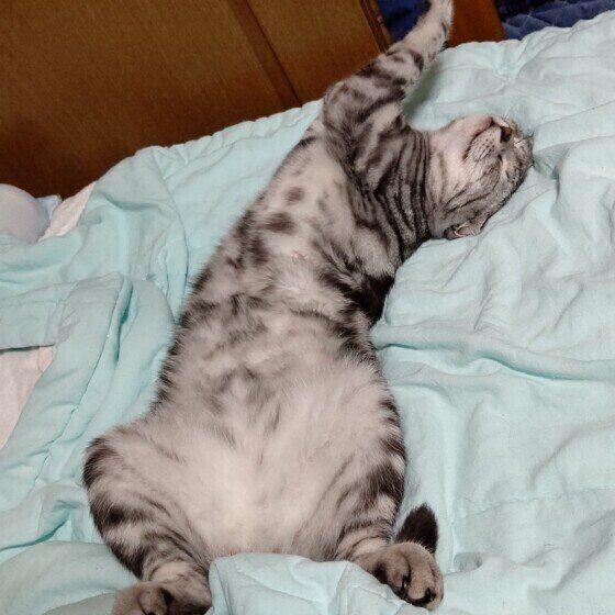 ベッドを占領するアメリカンショートヘア