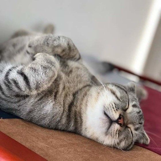 眠るスコティッシュフォールド