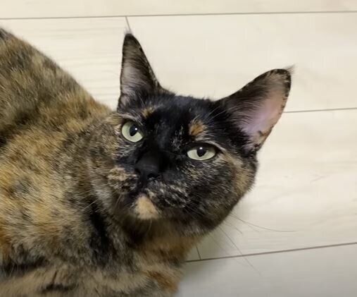 ねこ　モモちゃん