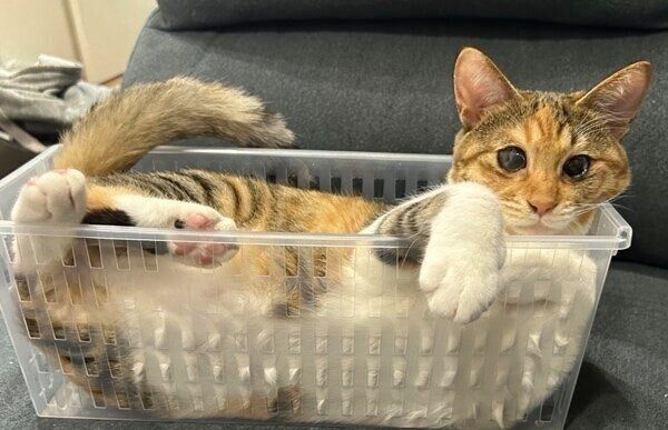 “カゴ入り娘”のポテトちゃん