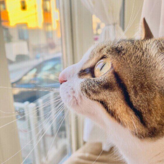 窓の外を見るMIXの女の子