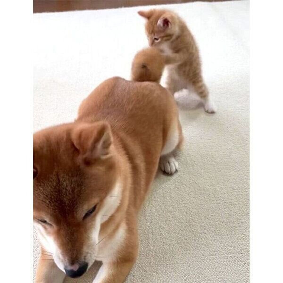 にゃんだこれ 姉犬のしっぽが気になる子猫 ゆっくり近づき やっぱりな展開になってしまう ねこのきもちweb Magazine にゃんだこれ 姉犬のしっぽが気になる子猫 ゆっくり近づき やっぱりな展開になってしまう ねこのきもちweb Magazine