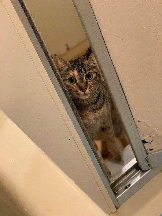 飼い主さんのお風呂上がりを待つキジトラ