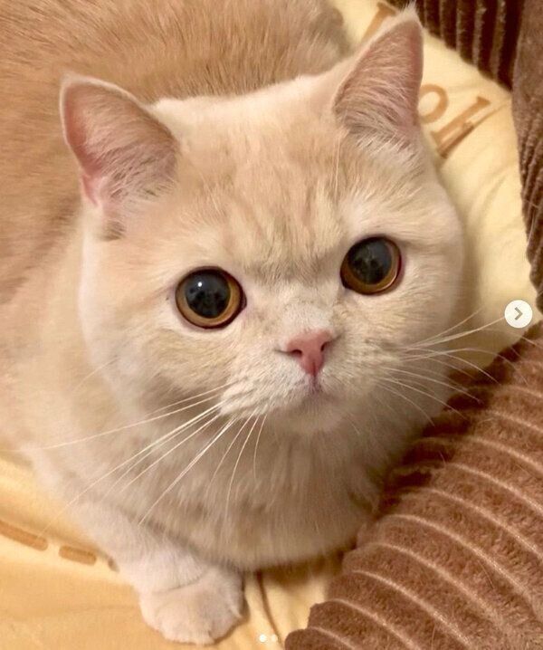 まんまる顔が可愛い茶々丸くん