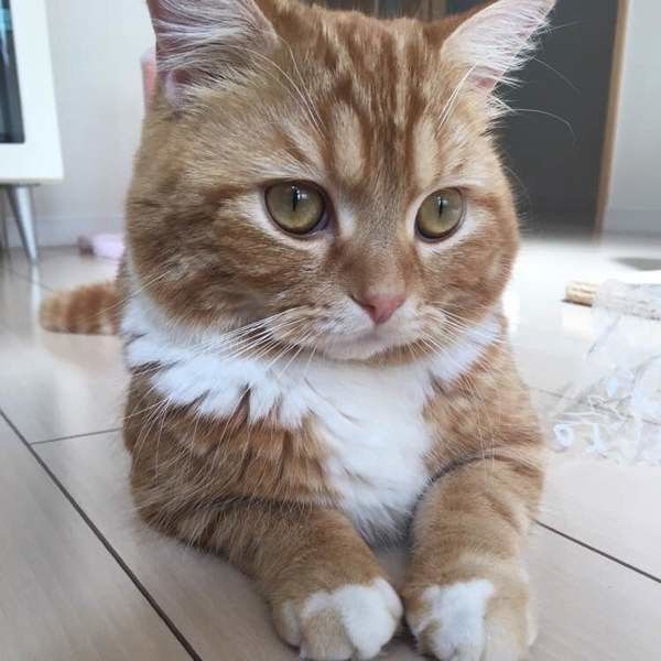 スコティッシュフォールドのレーヴくん