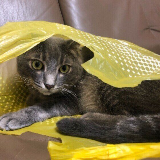 黄色い袋にすっぽり入って座り、こちらを見ているMIX（サバトラ）