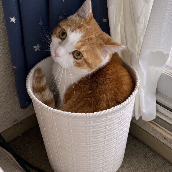 ゴミ箱に入るスコティッシュフォールド