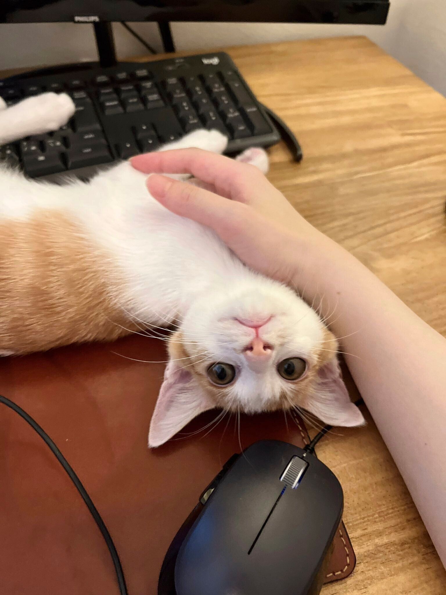 お迎えから数日後のおさかなくんの様子　かわいすぎる