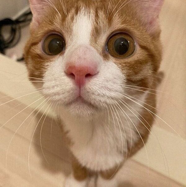 見つめるいなりくん