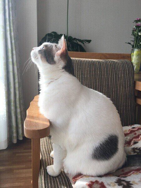 きもちいーにゃ