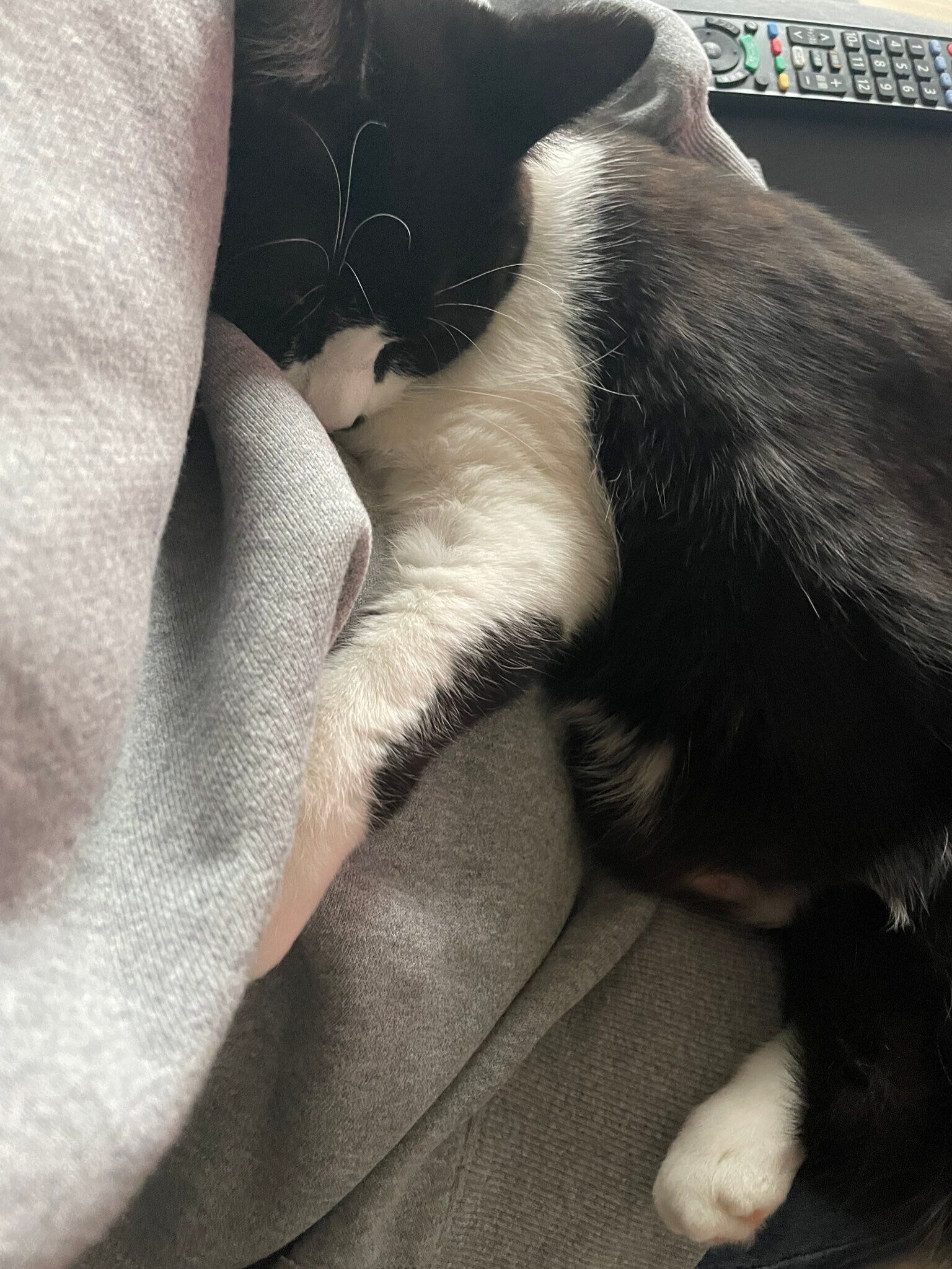 1才になる少し前の頃の猫