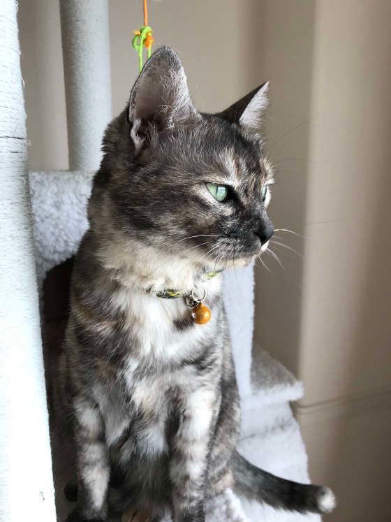 MIX フィニちゃん