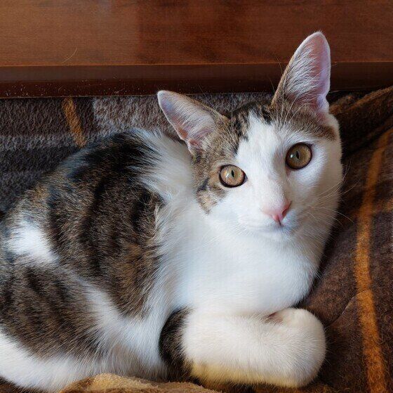 MIXキジトラのりくくん