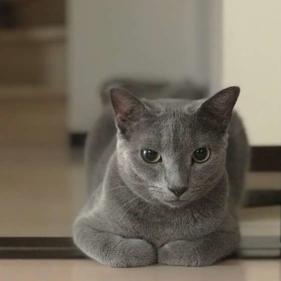 香箱座りする猫（ロシアンブルー）