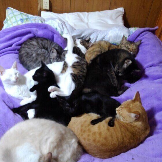 ベッドの上の猫団子