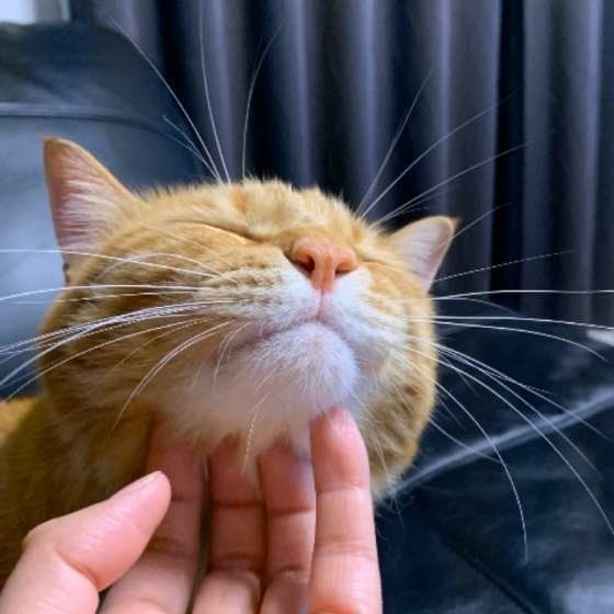 アゴをナデられる茶トラ