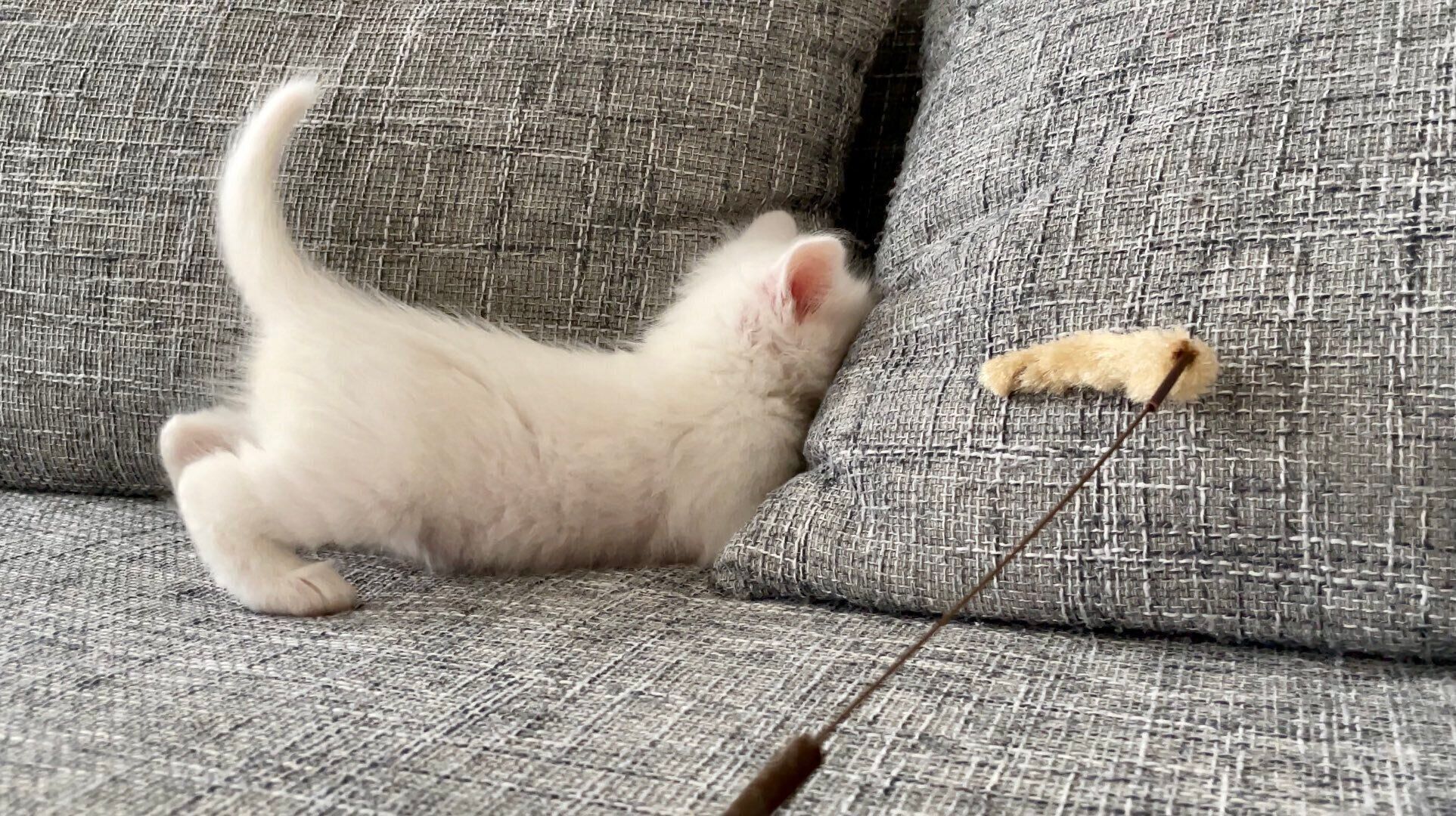 子猫のマオくん