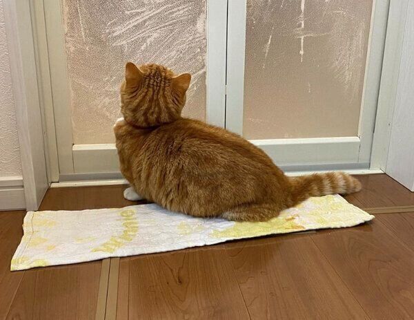 お風呂掃除の様子が気になる、ちくわくん