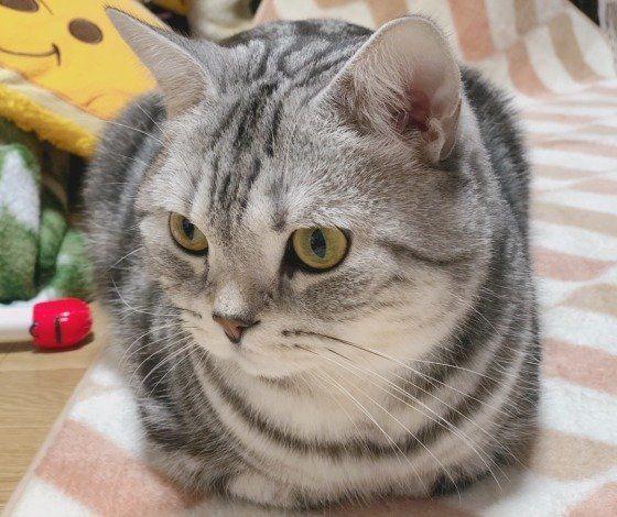 香箱座りをするアメリカンショートヘア