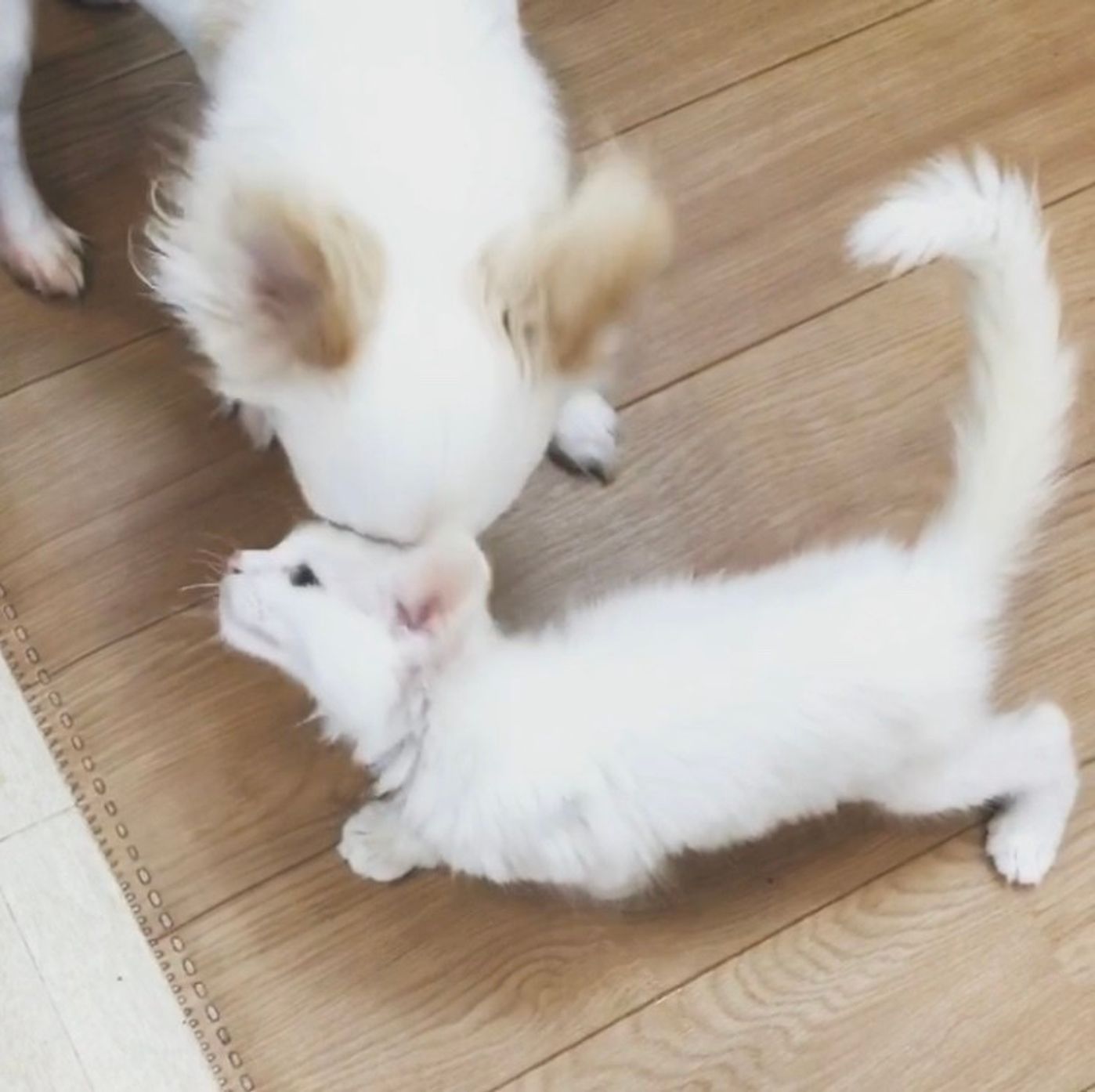 画像つき 猫が 頭突き してくる理由とは シチュエーションごとに判断しよう ねこのきもちweb Magazine 画像つき 猫が 頭突き してくる理由とは シチュエーションごとに判断しよう ねこのきもちweb Magazine
