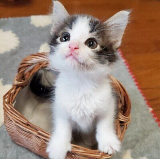 ノルウェージャンフォレストキャットの子猫