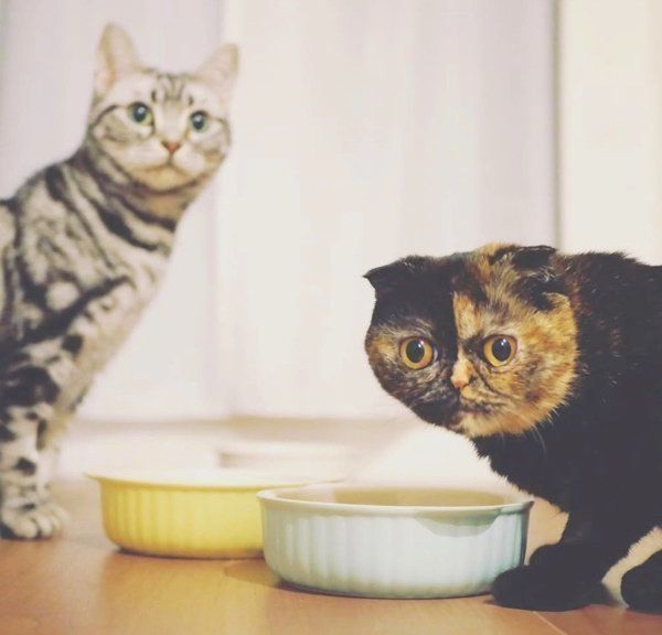 元保護猫・うにちゃんとごまちゃん