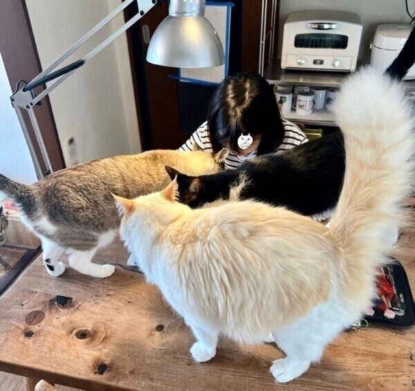 宿題をする娘さんの周りに集まる猫たち