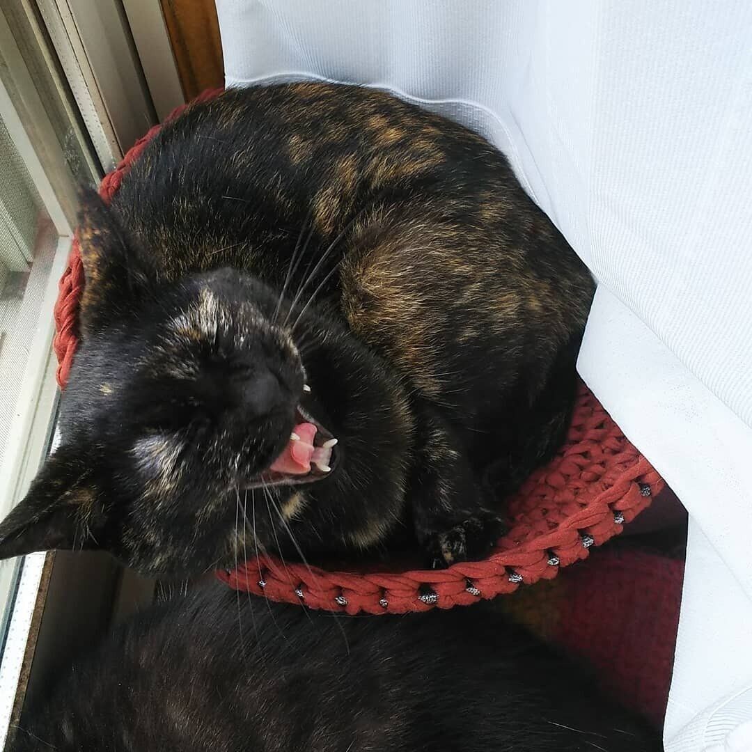 にゃんモックに乗る椿ちゃん