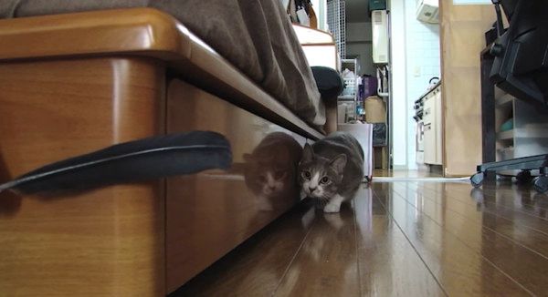 だるまさんがころんだをする猫