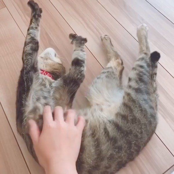 飼い主さんにナデナデされるMugiくん