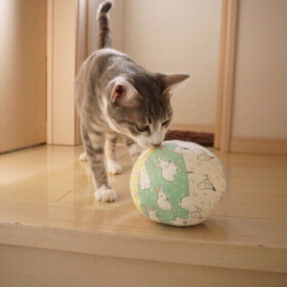 サバトラのカイトくん