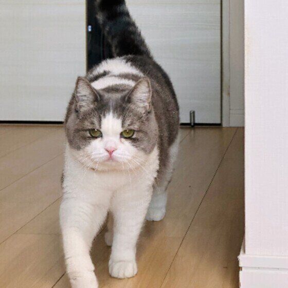 スコティッシュフォールドのめめちゃん♪