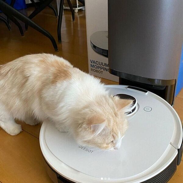 ロボット掃除機に乗るラテちゃん