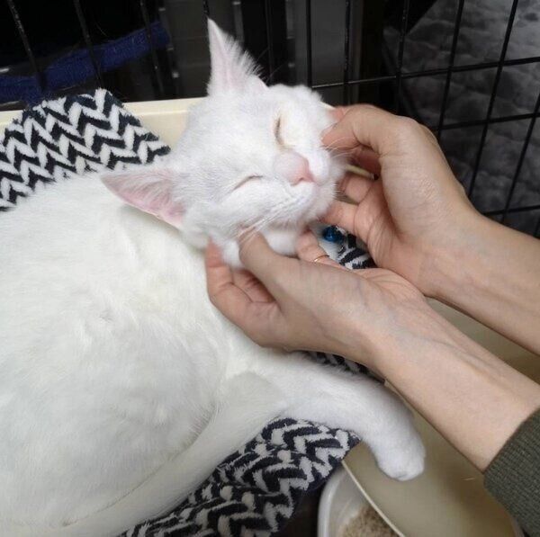 飼い主さんに甘えるロメオちゃん