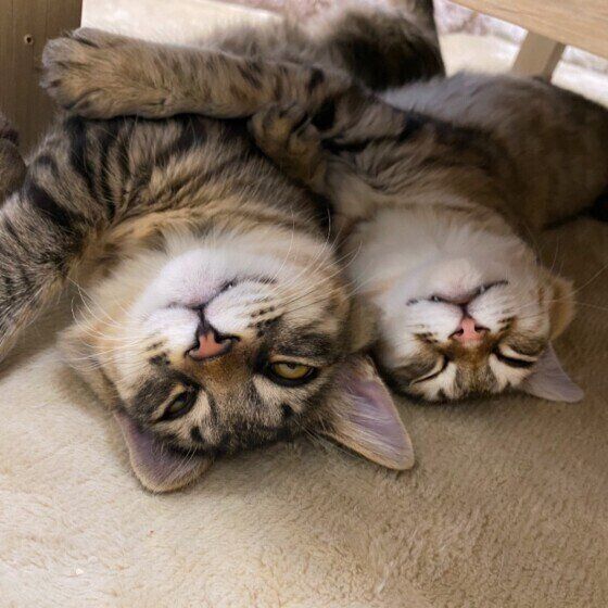 寄り添い合う猫