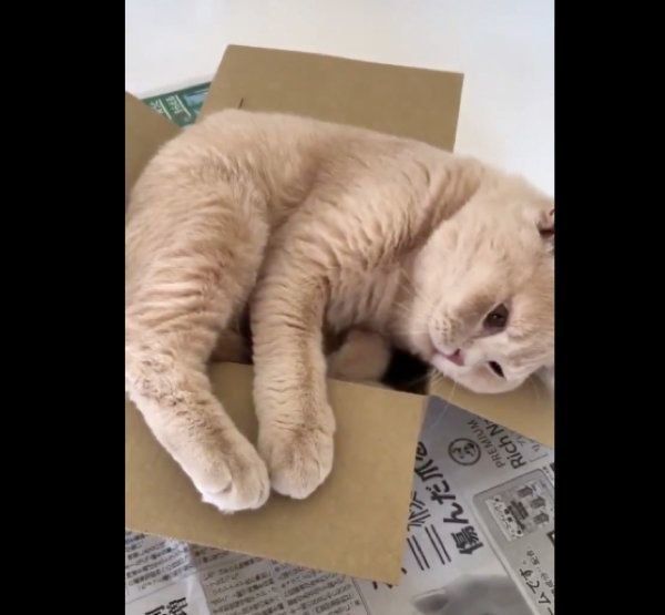 箱におさまろうとするブリティッシュショートヘア