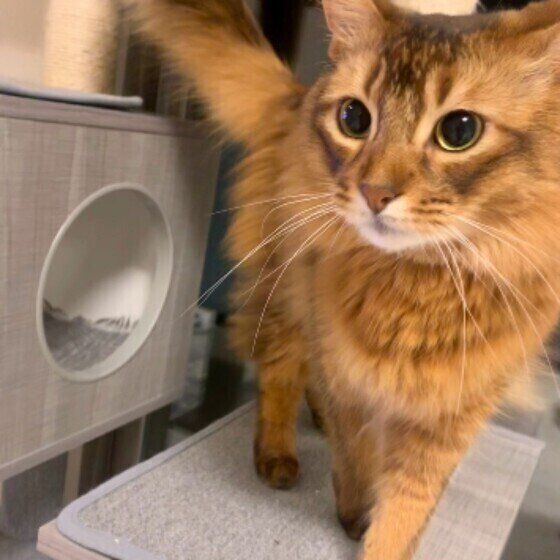 見つめるソマリ