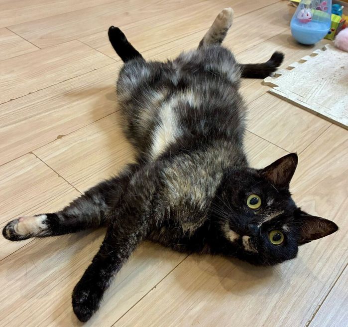 寝転がるじゃこちゃん