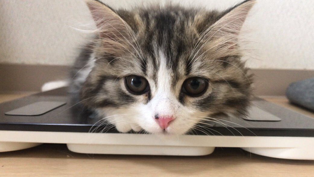 体重計に乗るまる。くん（スコティッシュフォールド、オス）