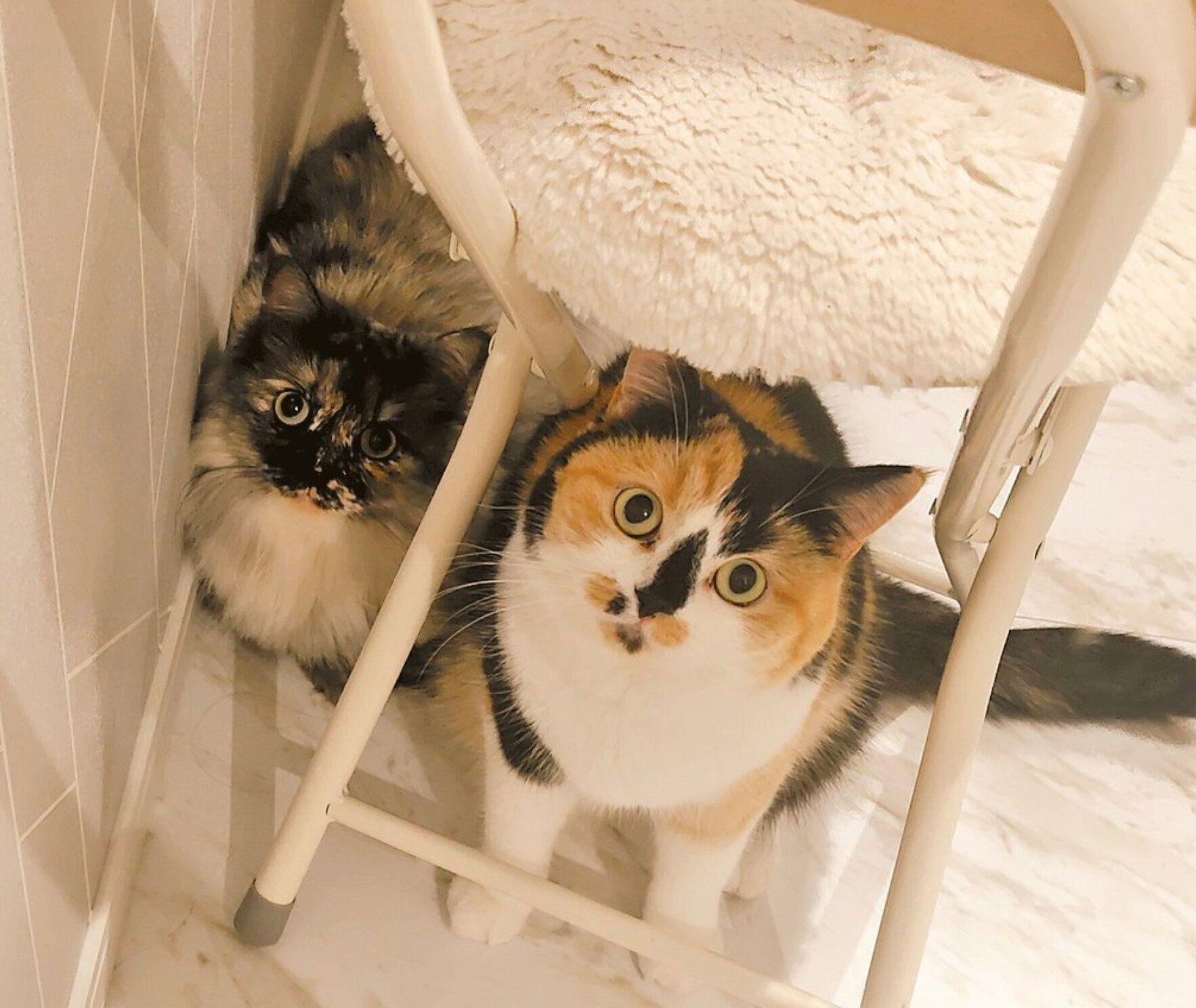 見つめるエアちゃん、クルちゃん