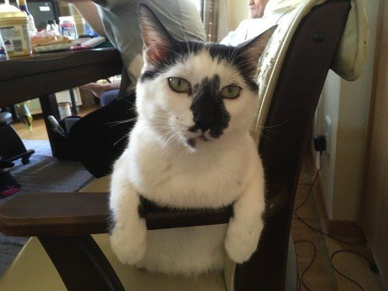 椅子に座る猫