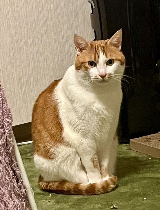 座っている猫