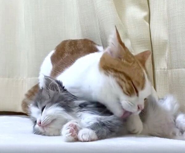 さっくんのことをグルーミングするはなちゃん