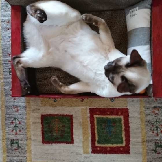 仰向けで猫ベッドにいるリンちゃん